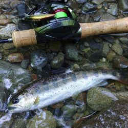 増水した渓でアマゴ釣り